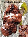 Phaeotremella foliacea-amf1833-1